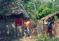 tsimane